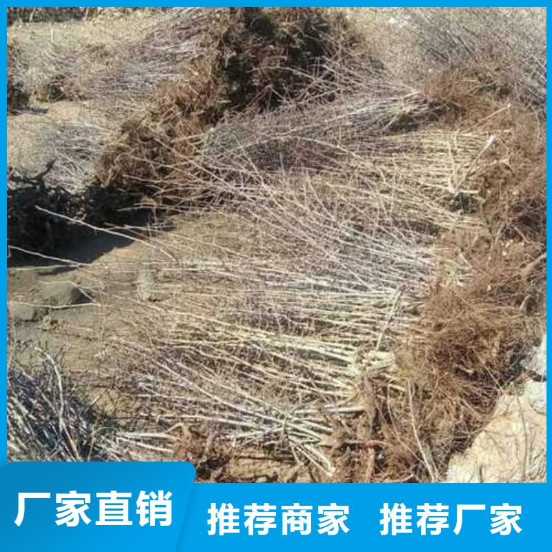 杜梨梨树苗基地厂家销售