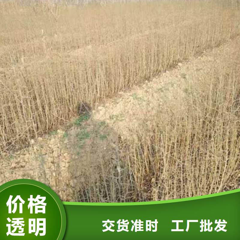 杜梨梨树苗基地厂家销售