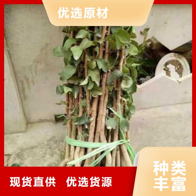 杜梨_梨树苗基地质量无忧