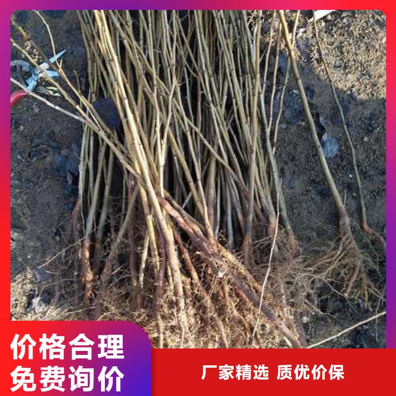 杜梨梨树苗基地支持货到付清