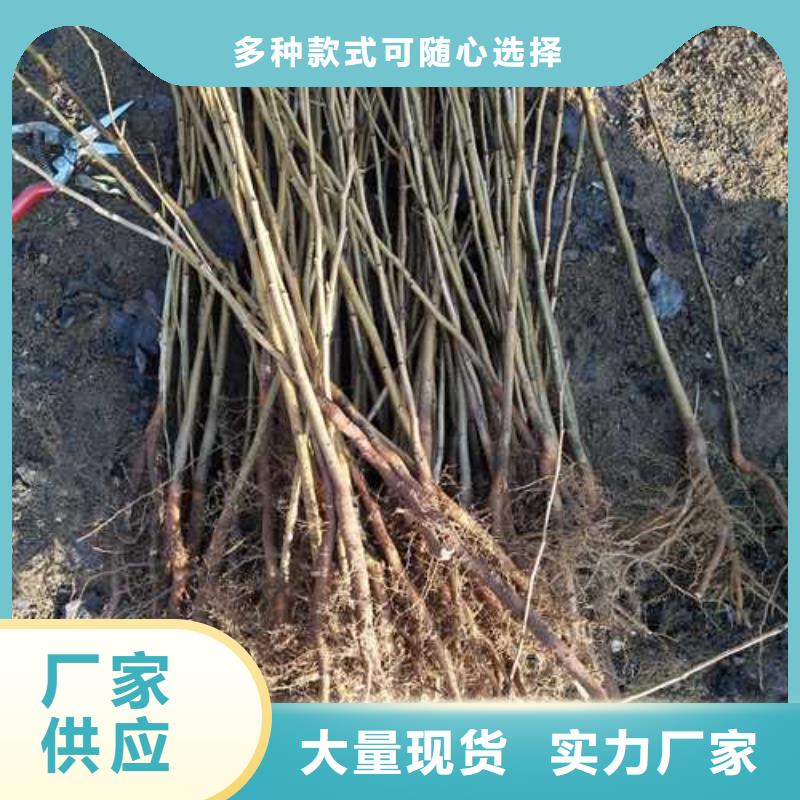 杜梨【黄冠梨树苗】厂家货源