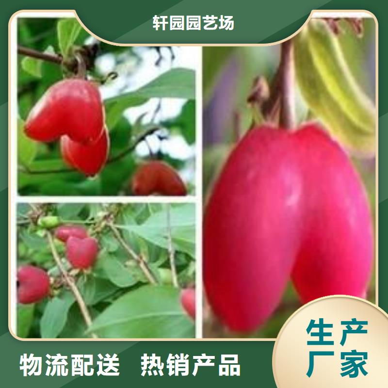 杈杷果苹果苗品质无所畏惧