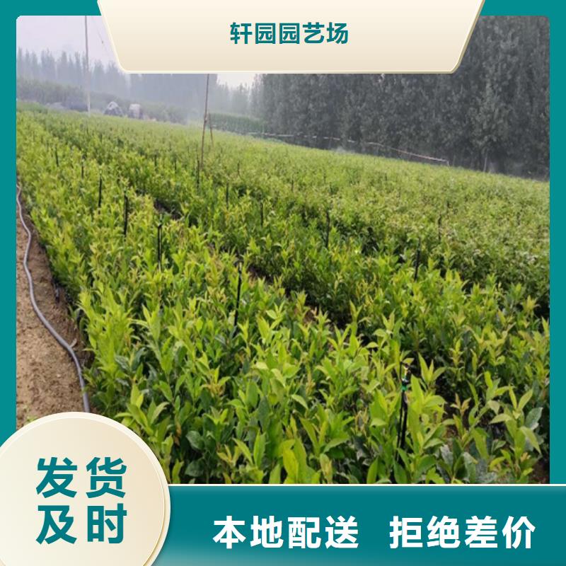 北美冬青苹果苗质量可靠