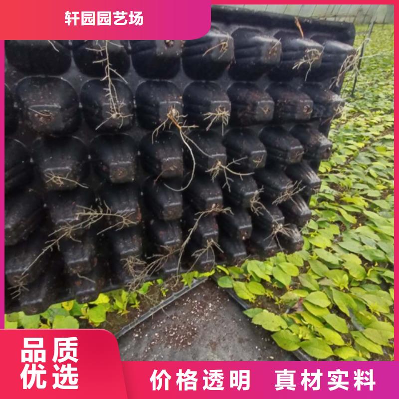 北美冬青桃树苗制造厂家