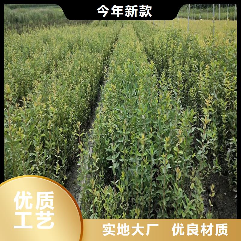 北美冬青樱桃苗市场行情