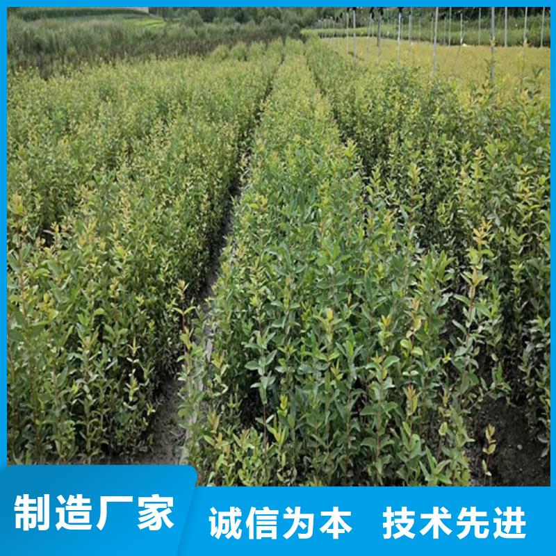 西瓜番石榴苗视频-西瓜番石榴苗|南通市|如东|崇川|连云港|徐州|淮安|苏州