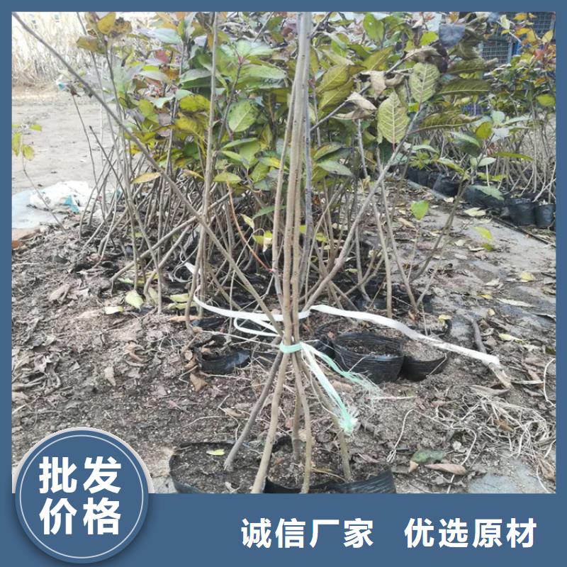 北美冬青板栗苗用途广泛