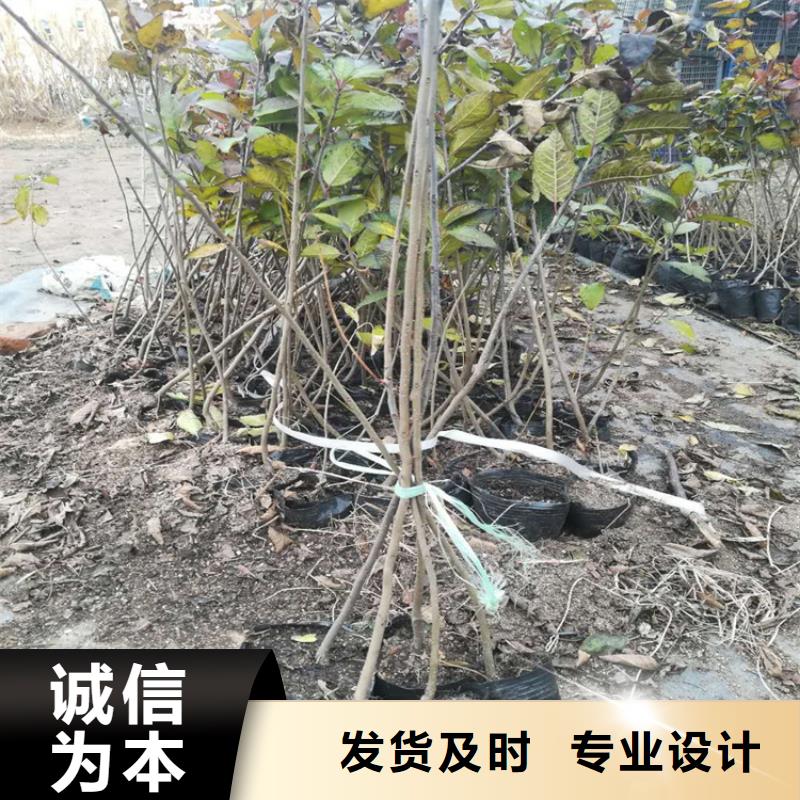 【北美冬青无花果苗颜色尺寸款式定制】