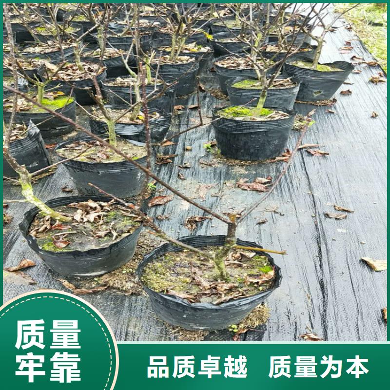 西瓜番石榴苗视频-西瓜番石榴苗-江苏省南通市海安|如皋|宿迁|扬州|苏州|连云港|淮安|泰州(周边)服务商