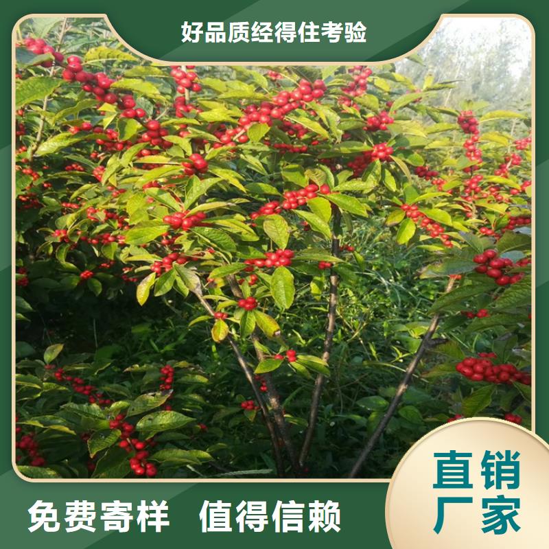 北美冬青桃树苗品类齐全