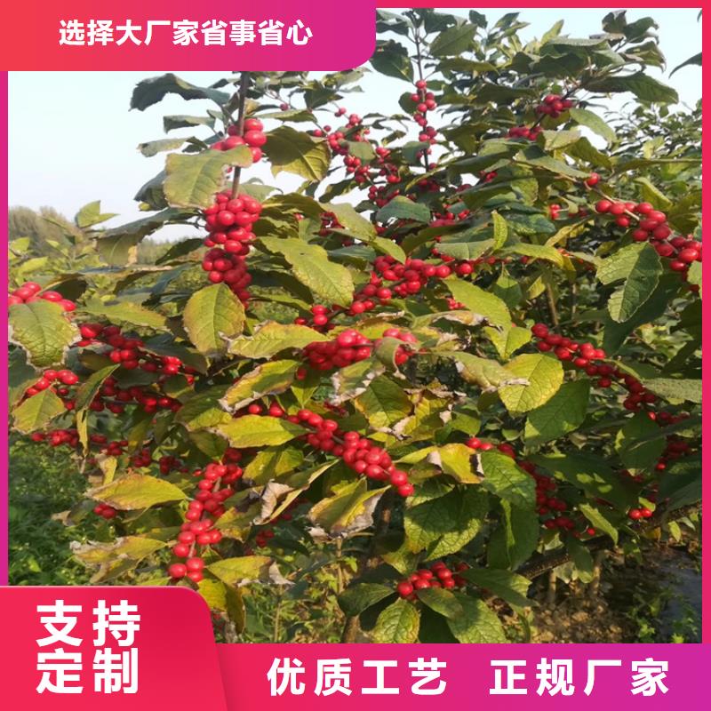 北美冬青【樱桃苗】多种场景适用应用广泛