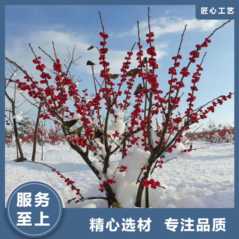 【北美冬青】_梨树苗正规厂家