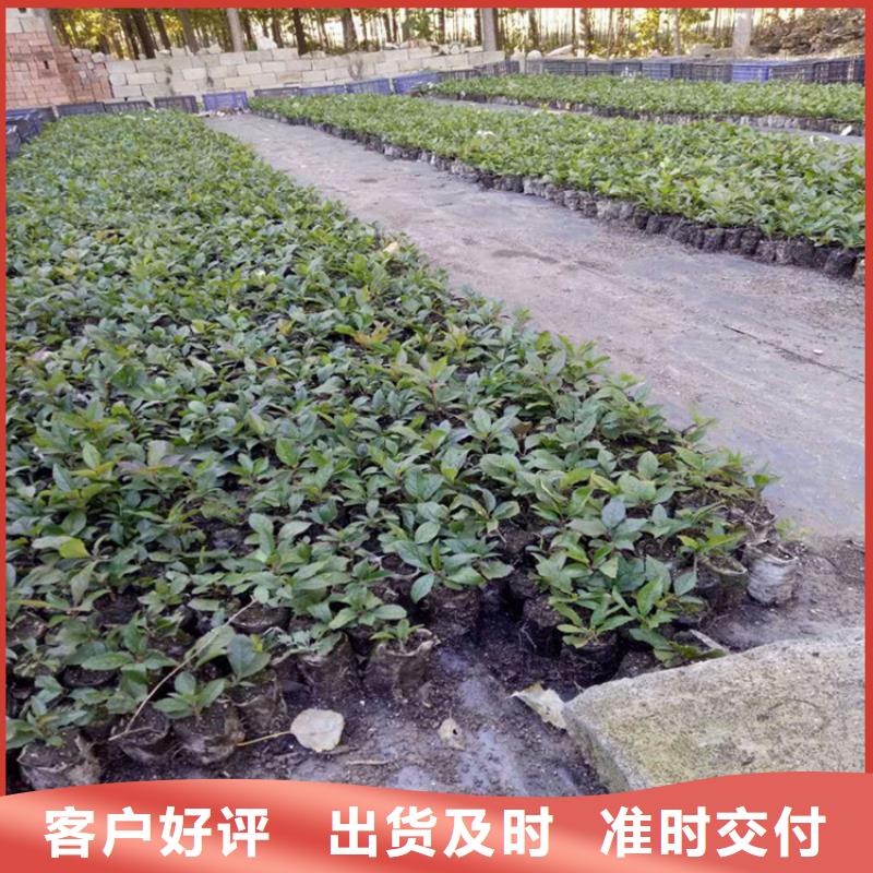 北美冬青樱桃苗高品质现货销售