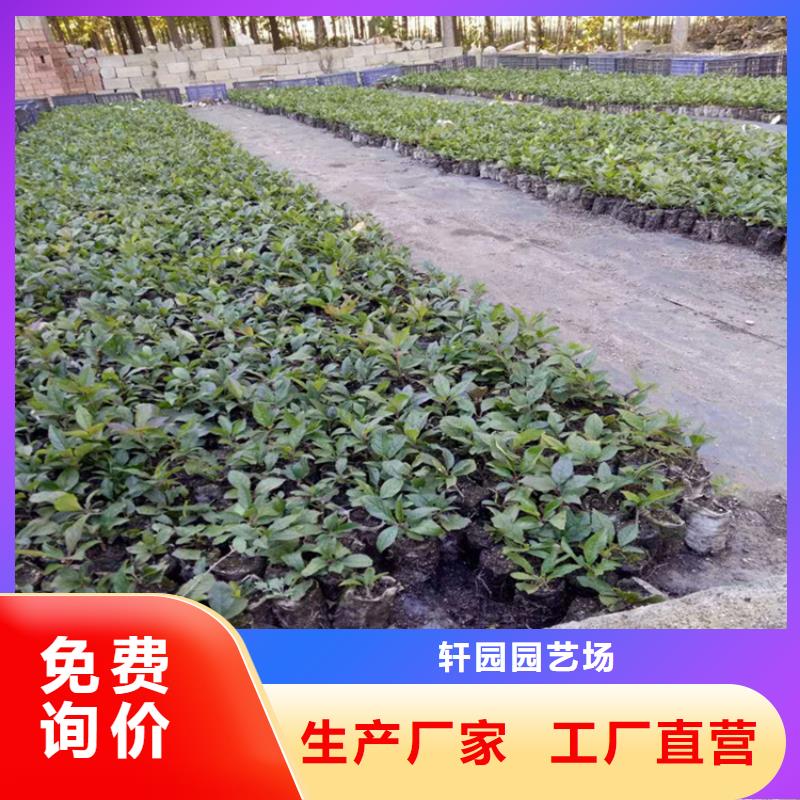 北美冬青樱桃苗厂家直销供货稳定