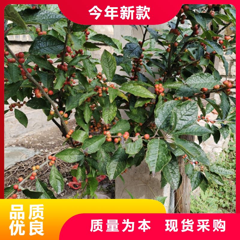 北美冬青樱桃苗专注生产制造多年