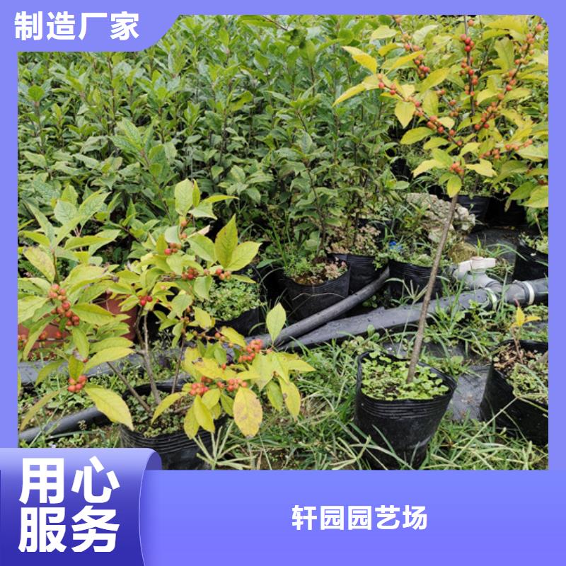 北美冬青猕猴桃苗实时报价