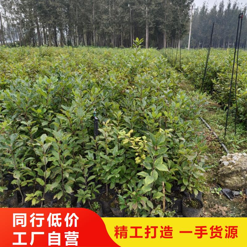 北美冬青樱桃苗专注生产制造多年