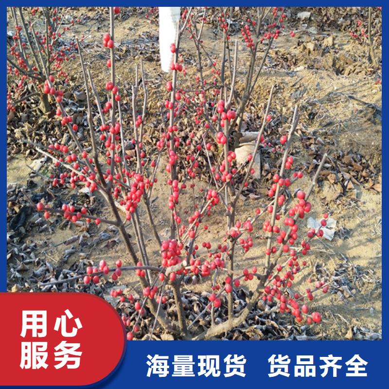 北美冬青苹果苗厂家实力大