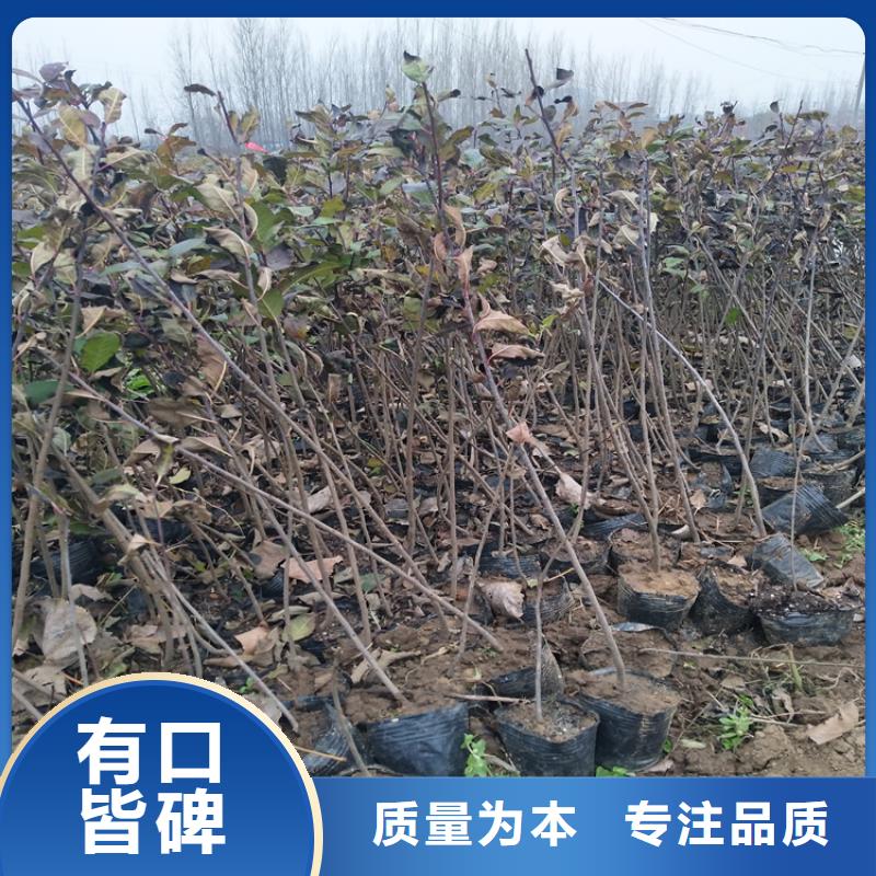 北美冬青苹果苗专注品质