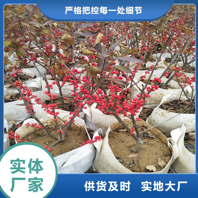 北美冬青-【草莓苗】性价比高