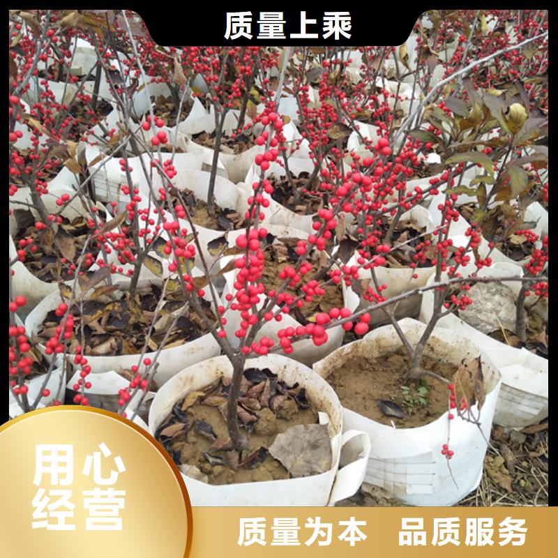 【北美冬青】蓝莓苗厂家直销售后完善_轩园园艺场(南通市分公司)