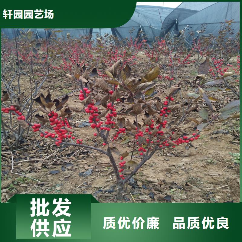 北美冬青樱桃苗市场行情