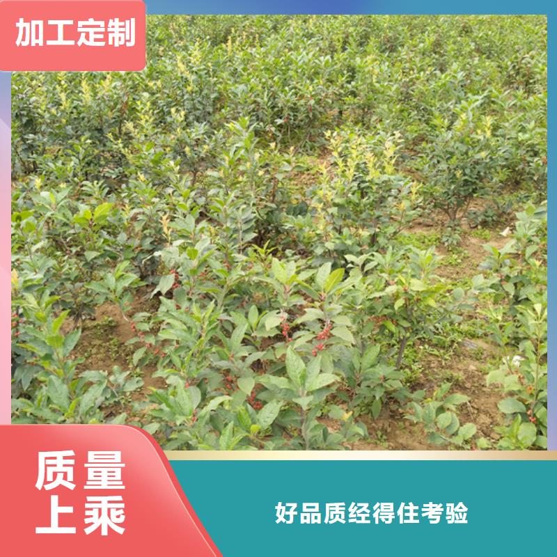 北美冬青樱桃苗厂家现货批发