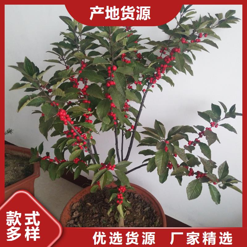 【北美冬青】苹果苗多种工艺