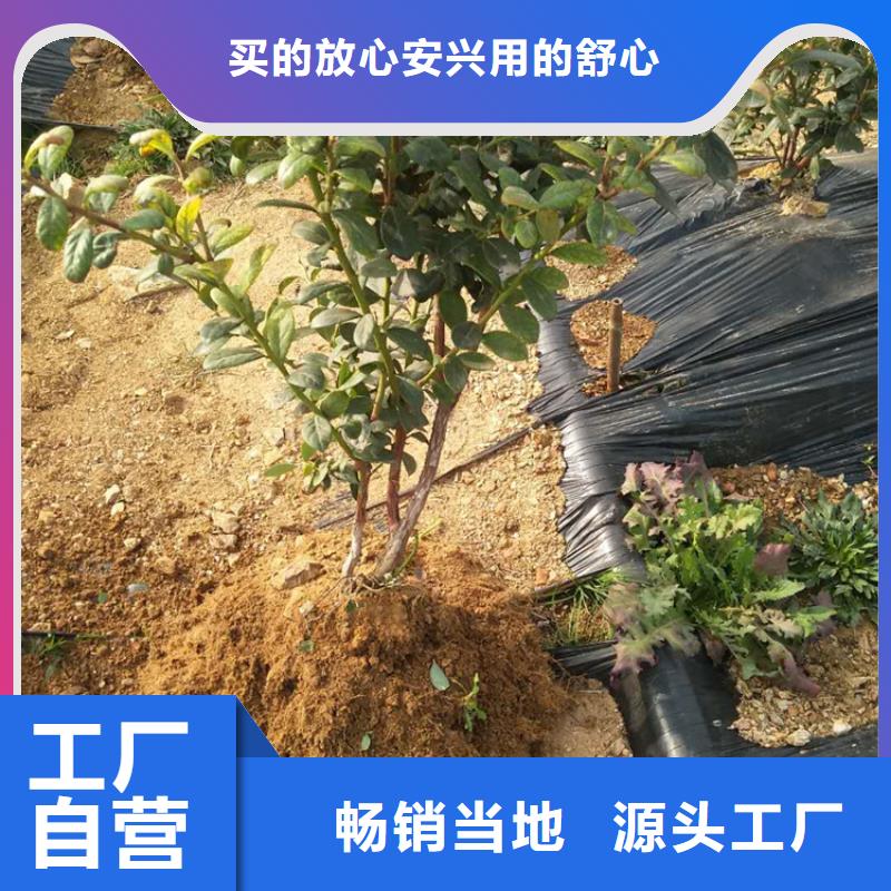 蓝莓苗石榴树厂诚信经营