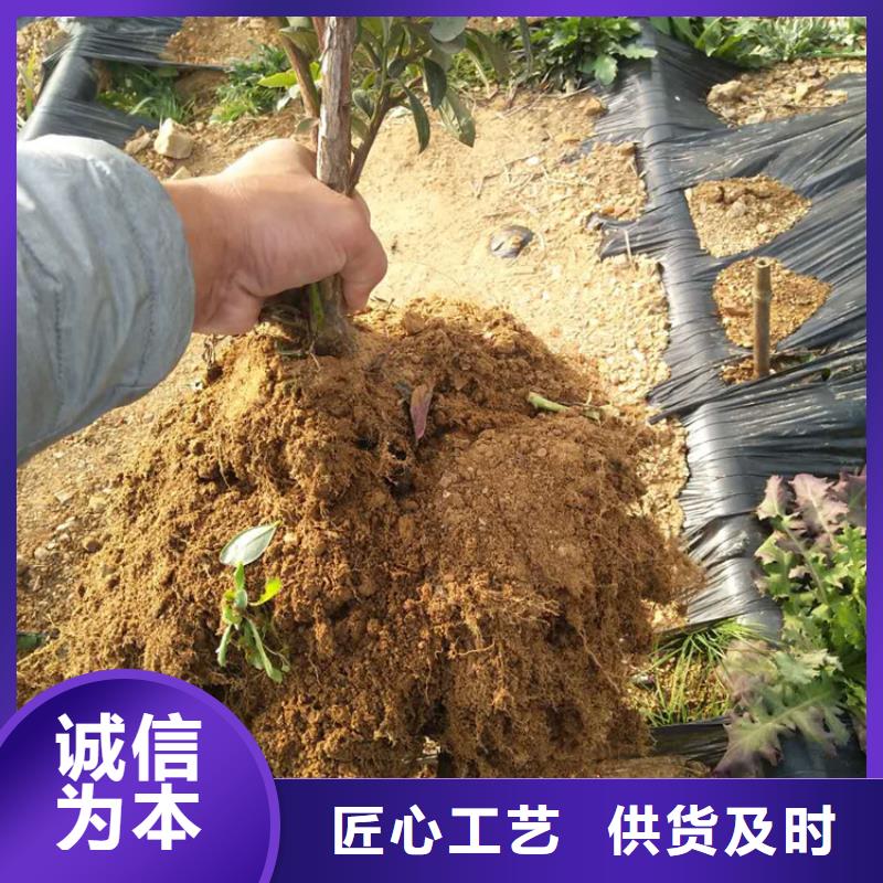 蓝莓苗樱桃苗精工制作