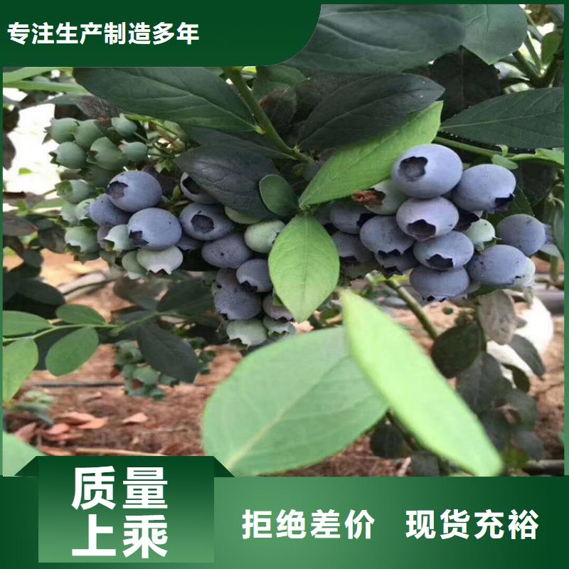 蓝莓苗西瓜番石榴苗选择大厂家省事省心