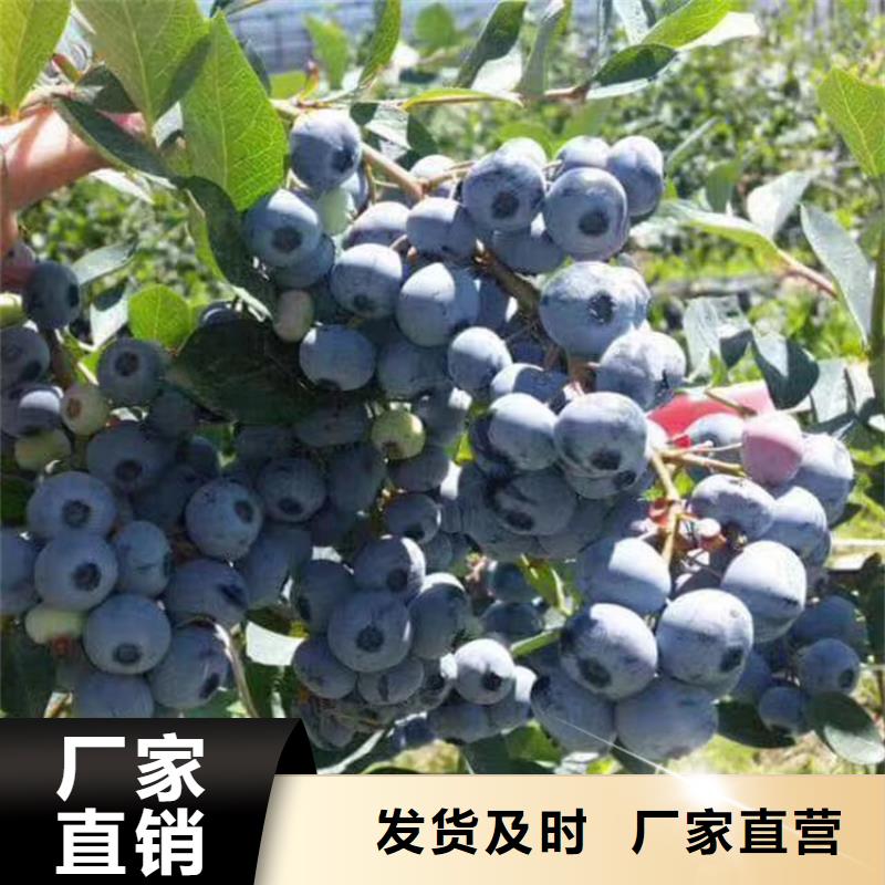 【蓝莓苗-樱桃苗源头厂家量大价优】