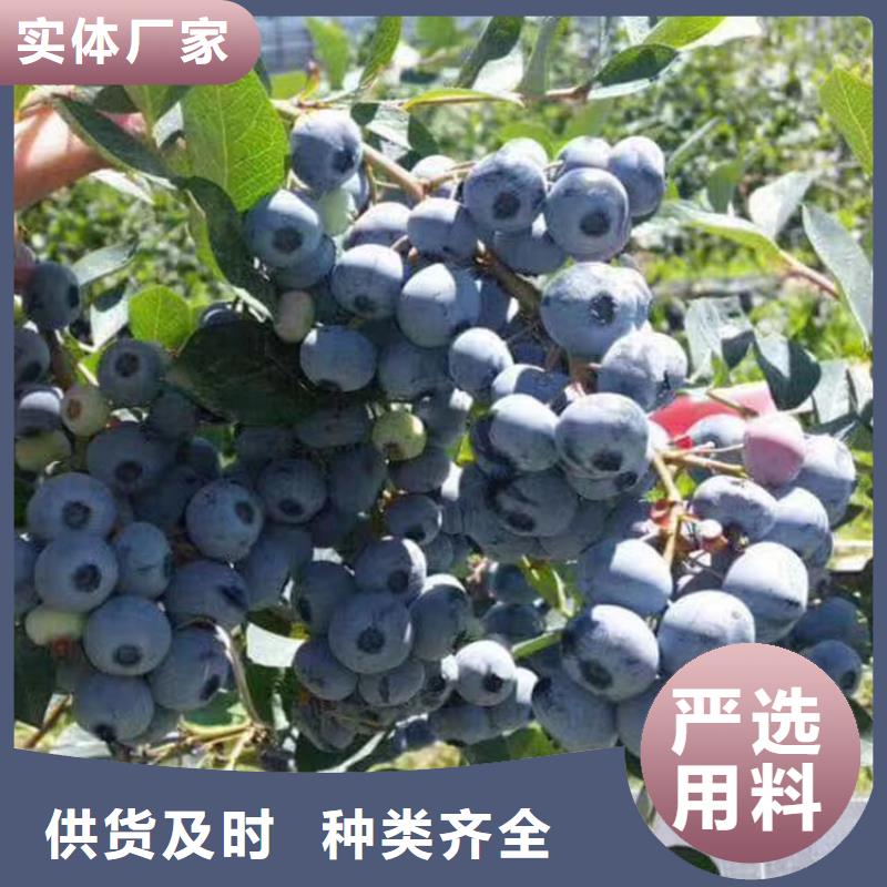 蓝莓苗苹果苗生产经验丰富
