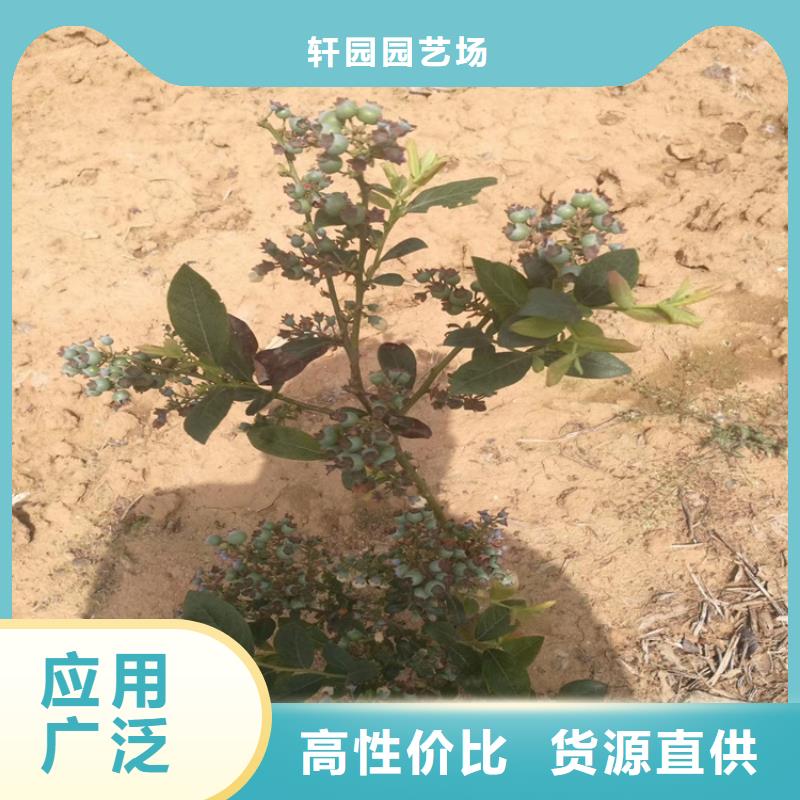 西瓜番石榴苗-视频-西瓜番石榴苗_泰州市靖江市市场覆盖兴化|海陵|姜堰|泰兴等