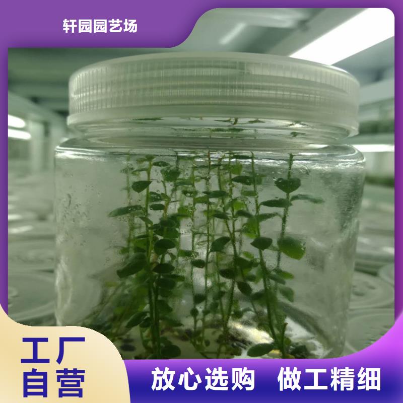 【蓝莓苗】石榴树用好材做好产品