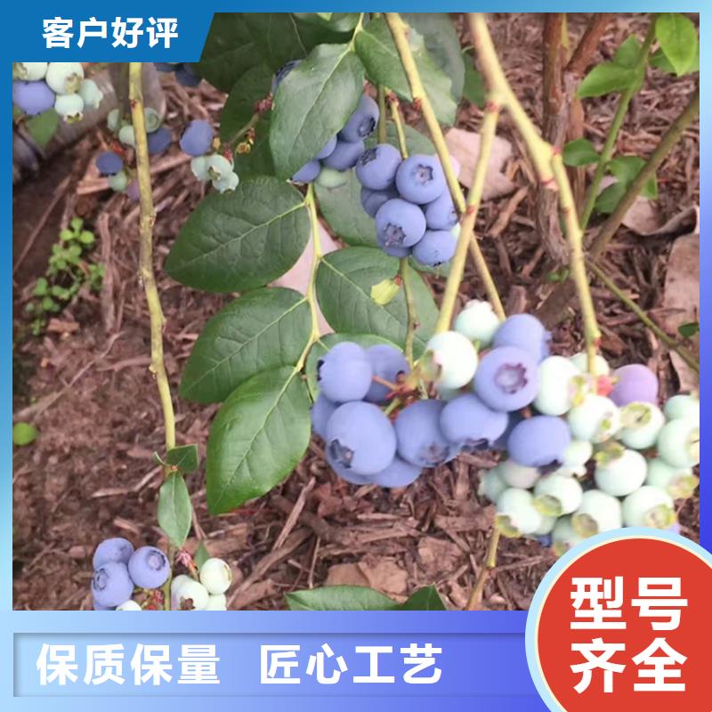 【蓝莓苗-樱桃苗源头厂家量大价优】