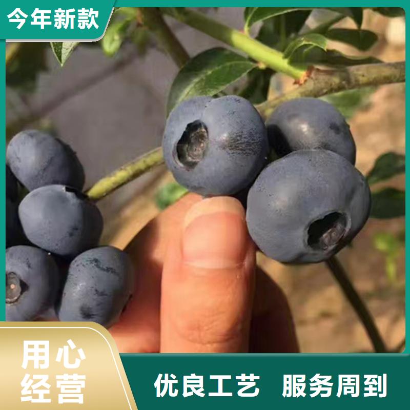 蓝莓苗【樱桃苗】品牌大厂家