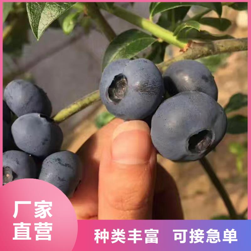 西瓜番石榴苗视频-十堰市西瓜番石榴苗-(当地)可服务区域竹山|郧西|黄冈|孝感|荆门|襄阳