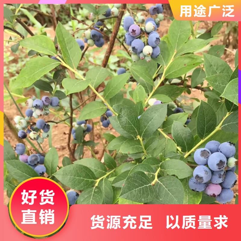 蓝莓苗,梨树苗用的放心