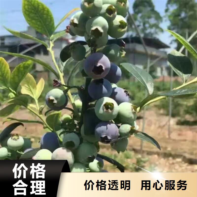 蓝莓苗【桃树苗】厂家精选