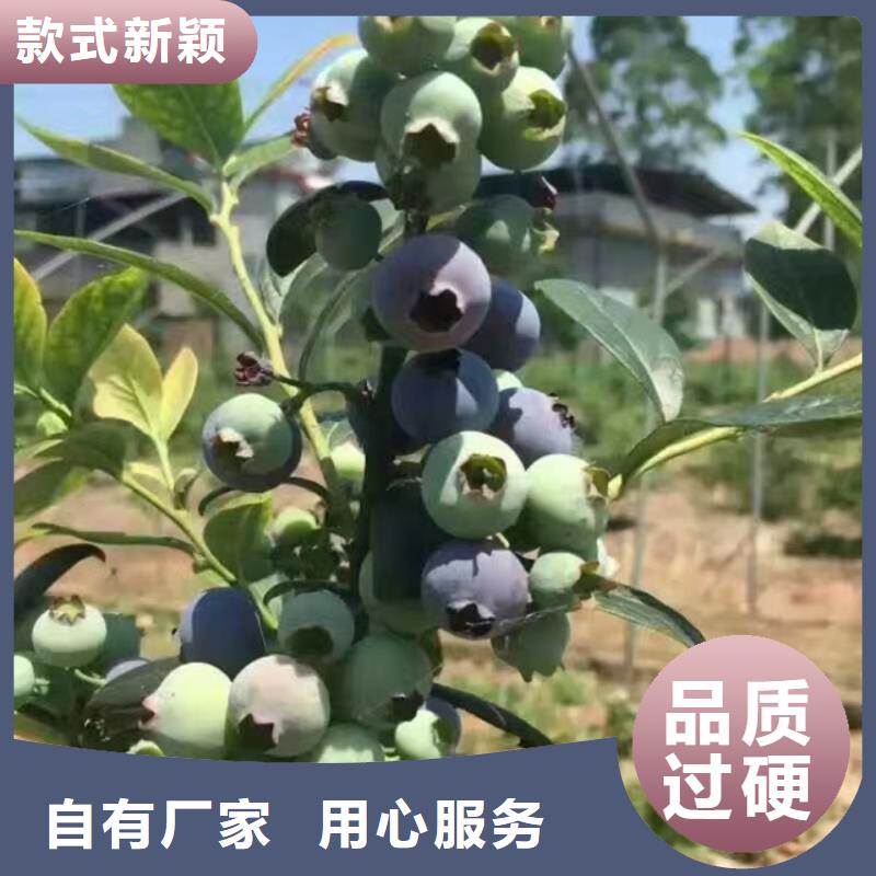 蓝莓苗_石榴树厂诚信经营