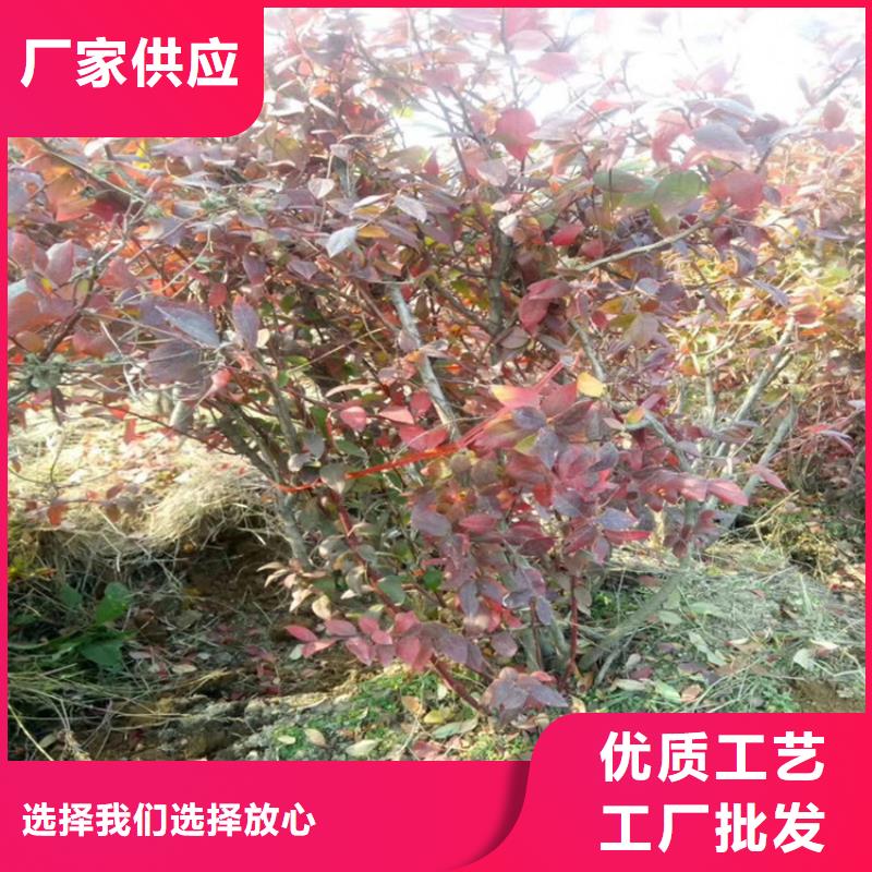 西瓜番石榴苗视频-西瓜番石榴苗(轩园)覆盖地域泰州市靖江市泰兴|姜堰|高港|海陵|兴化