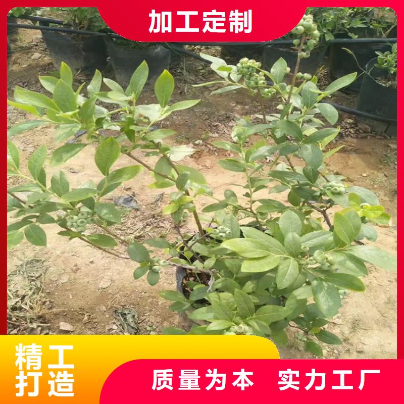 【蓝莓苗】石榴树用好材做好产品