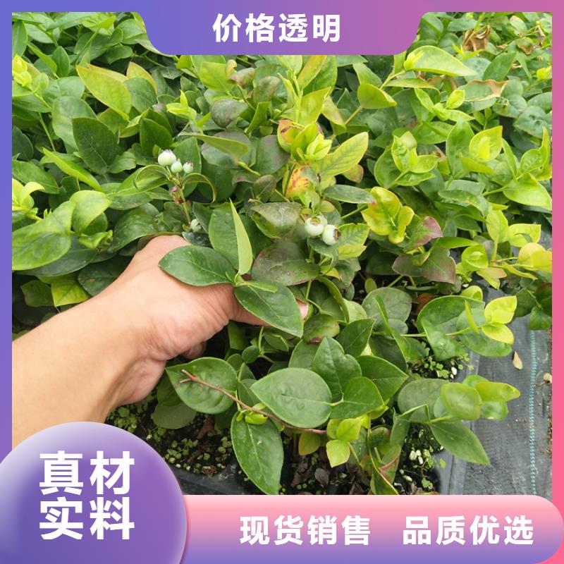 蓝莓苗西瓜番石榴苗选择大厂家省事省心