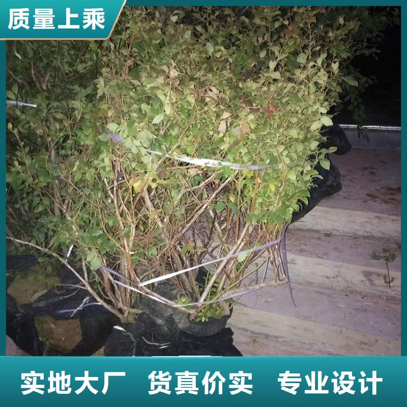 【蓝莓苗_杏树苗热销产品】