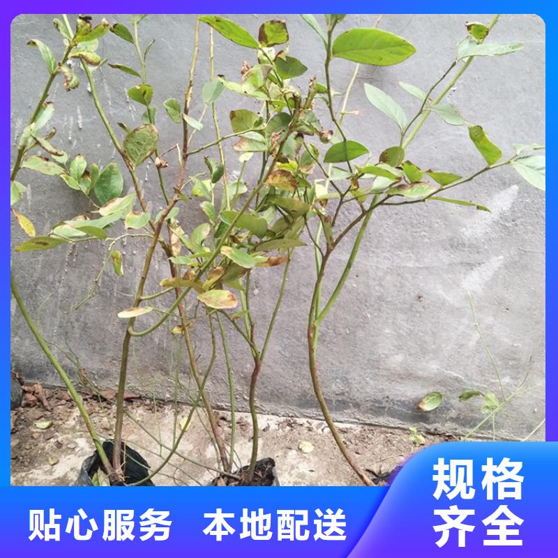 【蓝莓苗高性价比】