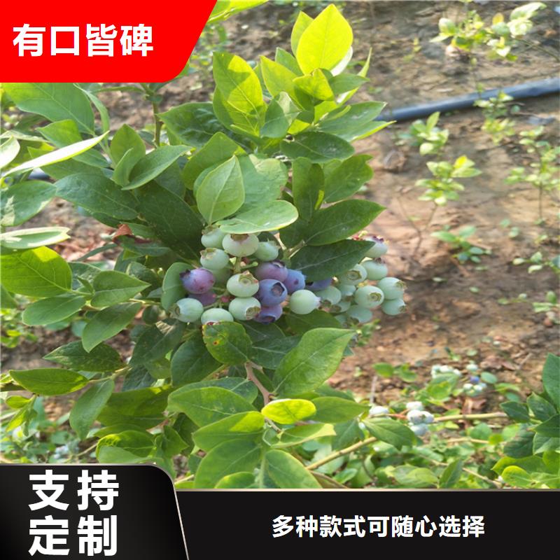 蓝莓苗无花果苗产品优势特点