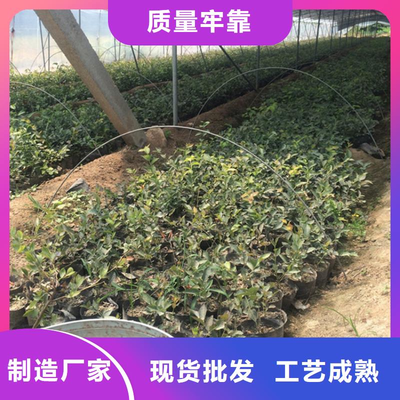 蓝莓苗【苹果苗】售后无忧