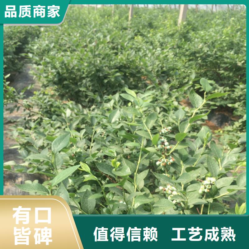蓝莓苗【桃树苗】细节决定成败