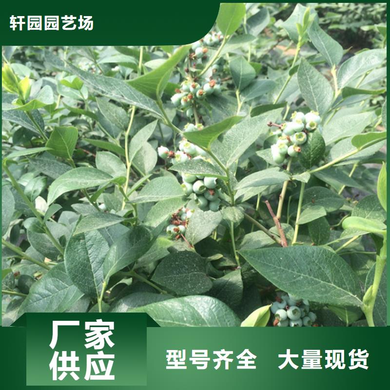 【 蓝莓苗 樱桃苗品质保证实力见证】质检严格